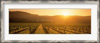 Framed Napa Valley Vineyard, California