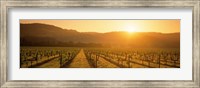 Framed Napa Valley Vineyard, California