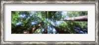 Framed Muir Woods, Redwoods, CA