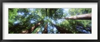 Framed Muir Woods, Redwoods, CA