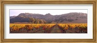 Framed Stag's Leap Wine Cellars, Napa Valley, CA