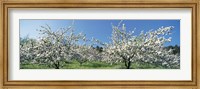 Framed Apple Blossom Trees, Norway