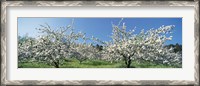 Framed Apple Blossom Trees, Norway