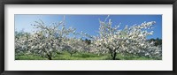 Framed Apple Blossom Trees, Norway