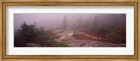 Framed Cadillac Mountain, Acadia National Park, Maine