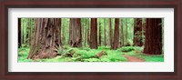 Framed Avenue Of The Giants, Founders Grove, California