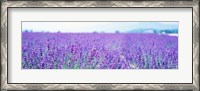 Framed Lavender Field in Japan