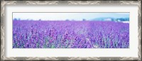 Framed Lavender Field in Japan