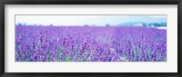 Framed Lavender Field in Japan