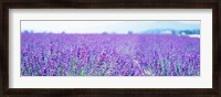 Framed Lavender Field in Japan