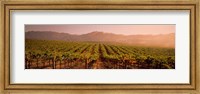 Framed Vineyard in Geyserville, CA