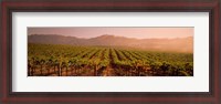 Framed Vineyard in Geyserville, CA