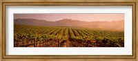 Framed Vineyard in Geyserville, CA