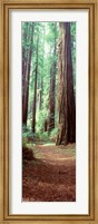 Framed Redwood Trees, St Park Humbolt, CO