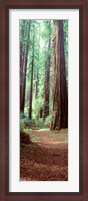 Framed Redwood Trees, St Park Humbolt, CO