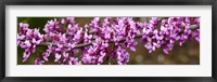 Framed Redbud Tree Blossoms