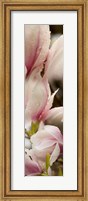 Framed Water Drops on Pink Magnolias