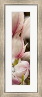 Framed Water Drops on Pink Magnolias