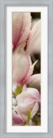 Framed Water Drops on Pink Magnolias