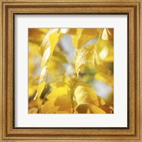 Framed Autumn Photography V