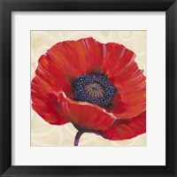 Red Poppy I Framed Print