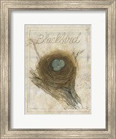 Framed Nest - Blackbird
