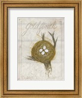 Framed Nest - Goldfinch