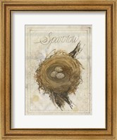 Framed Nest - Sparrow