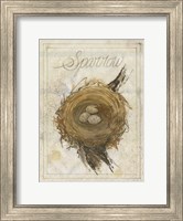 Framed Nest - Sparrow