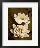 Lily Pad Duo Framed Print