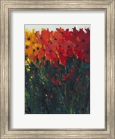 Framed Color Spectrum Flowers I