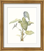 Framed Tropical Watercolor Leaves IV
