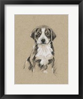 Breed Sketches II Framed Print