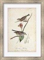 Framed Delicate Bird and Botanical III