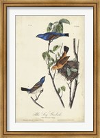 Framed Blue Song Grosbeak