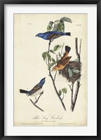 Framed Blue Song Grosbeak