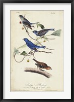 Indigo Bunting Framed Print