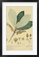 Tropical Descubes I Framed Print