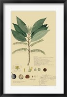 Tropical Descubes III Framed Print