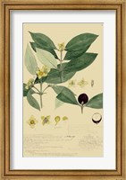 Framed Descubes Foliage & Fruit II