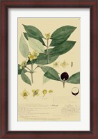 Framed Descubes Foliage & Fruit II
