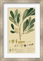 Framed Descubes Foliage & Fruit IV
