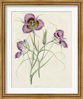 Framed Lavender Blooms I