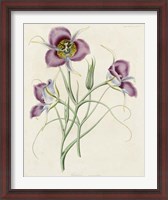 Framed Lavender Blooms I