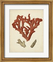 Framed Antique Red Coral II