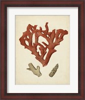 Framed Antique Red Coral II