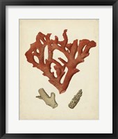 Antique Red Coral II Framed Print