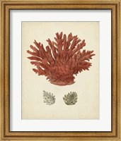 Framed Antique Red Coral III