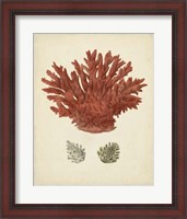 Framed Antique Red Coral III