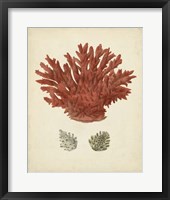 Framed Antique Red Coral III